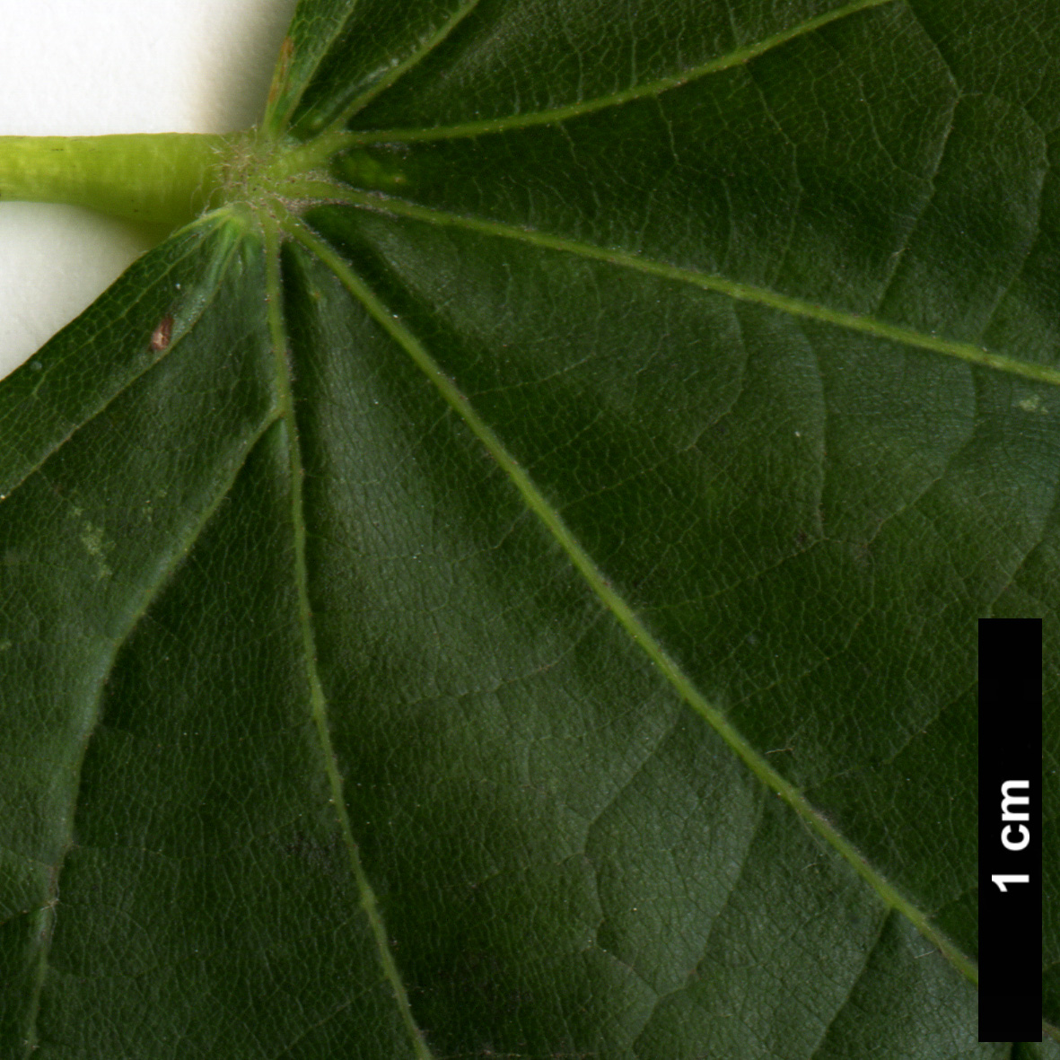 High resolution image: Family: Malvaceae - Genus: Tilia - Taxon: ×europaea - SpeciesSub: 'Pallida' (T.cordata × T.platyphyllos)